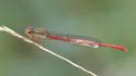 Ceriagrion tenellum (Small Red Damselfly) male-2.jpg